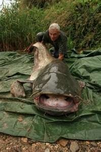 Photo:  River Monsters 3